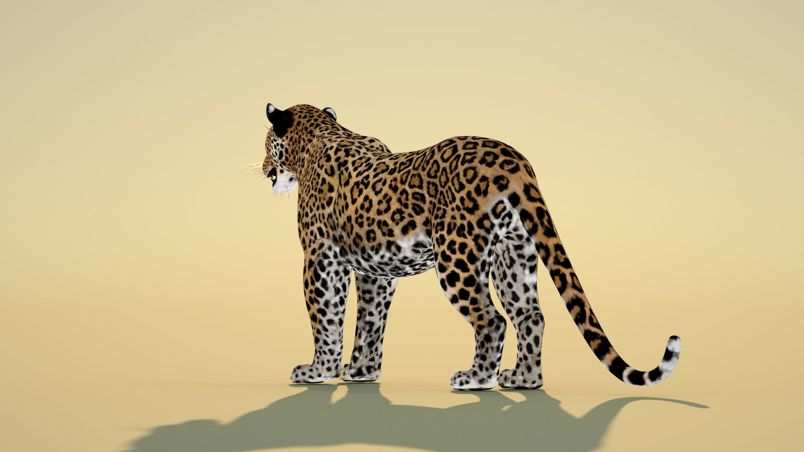 Leopard 3D Model Animated 360° view 1 frame 22