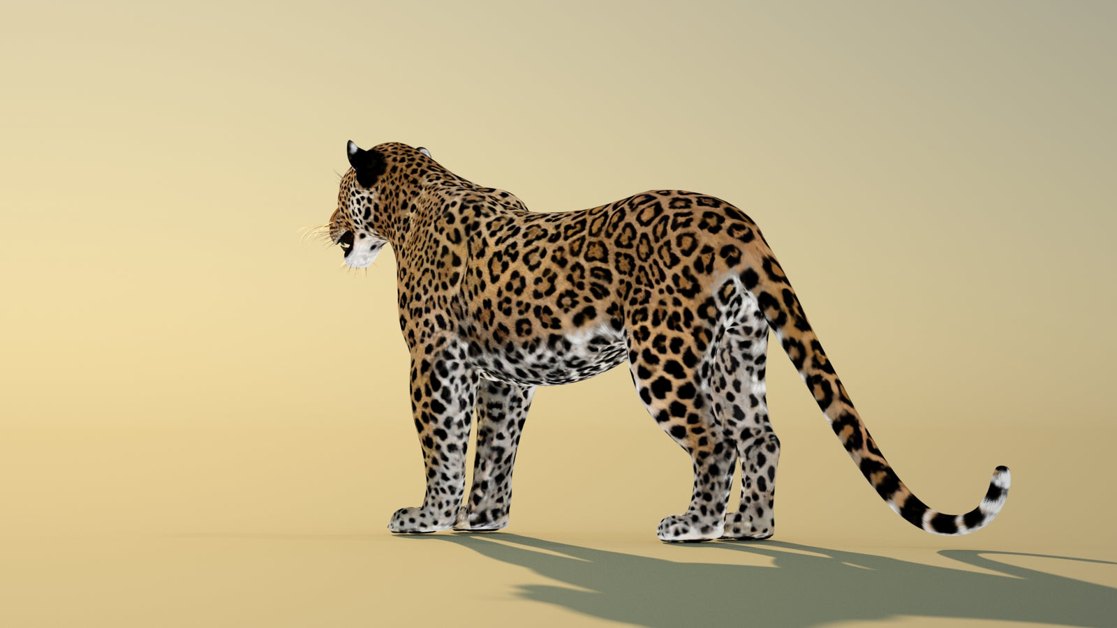 Leopard 3D Model Animated 360° view 1 frame 23