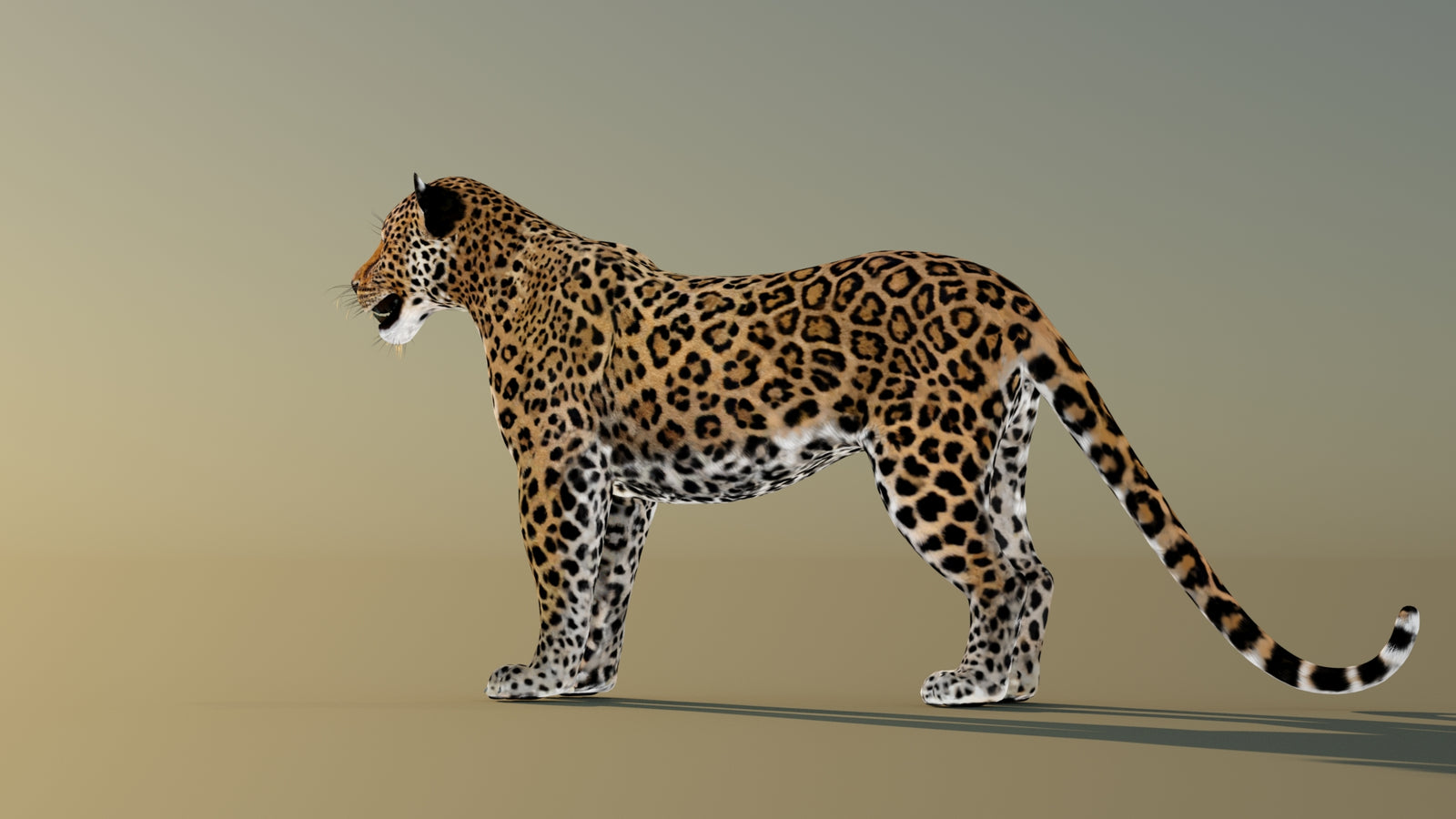 Leopard 3D Model Animated 360° view 1 frame 25