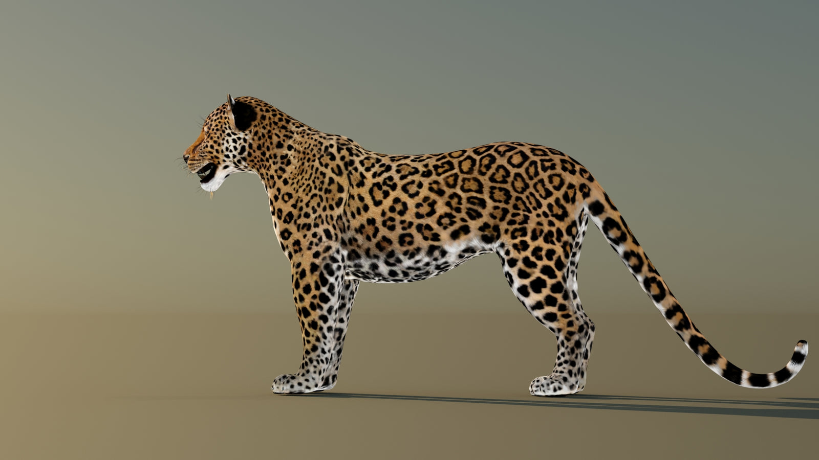 Leopard 3D Model Animated 360° view 1 frame 26
