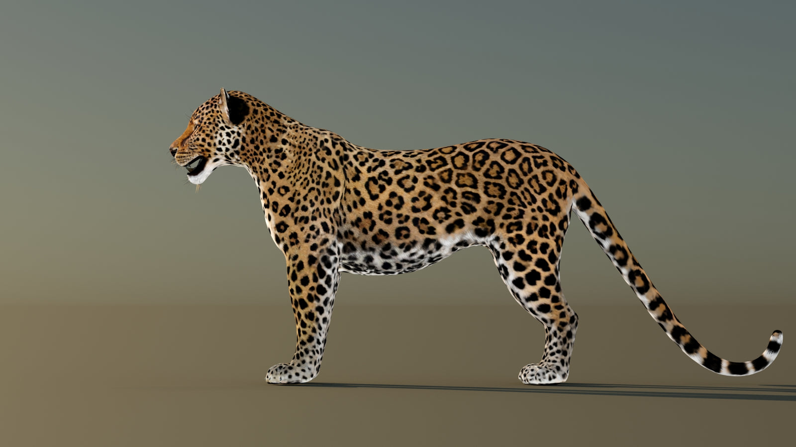 Leopard 3D Model Animated 360° view 1 frame 27