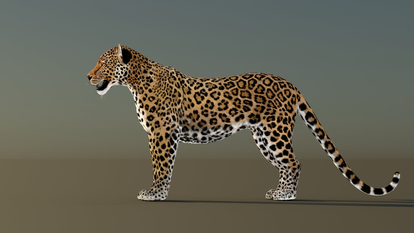 Leopard 3D Model Animated 360° view 1 frame 28