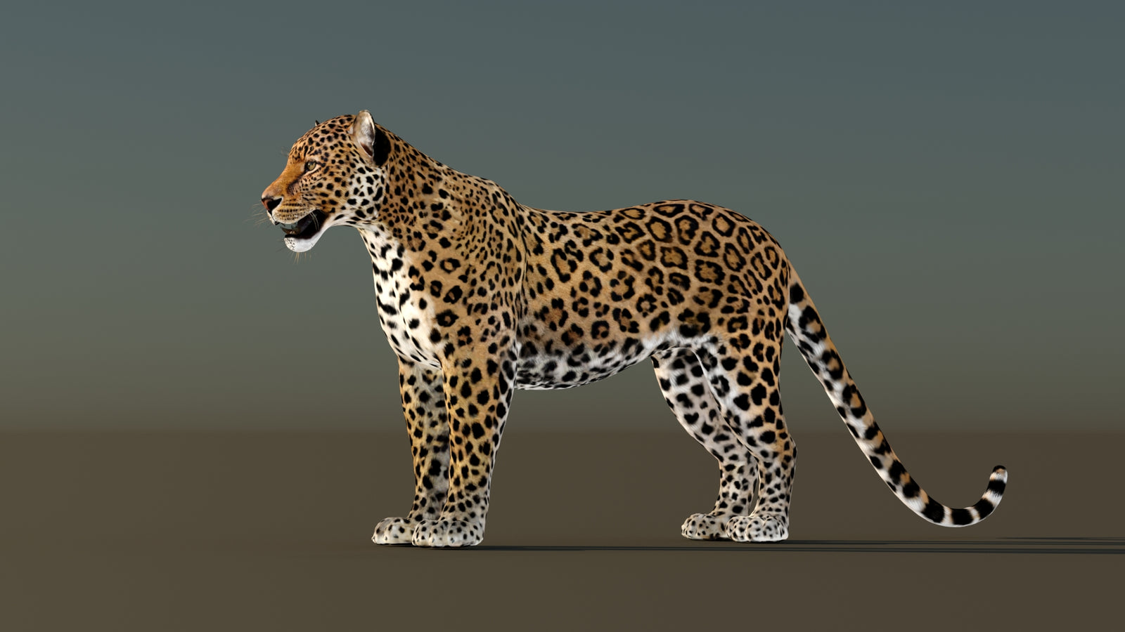 Leopard 3D Model Animated 360° view 1 frame 30