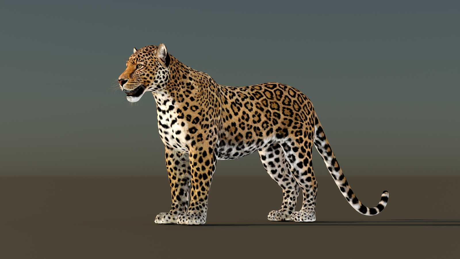 Leopard 3D Model Animated 360° view 1 frame 31