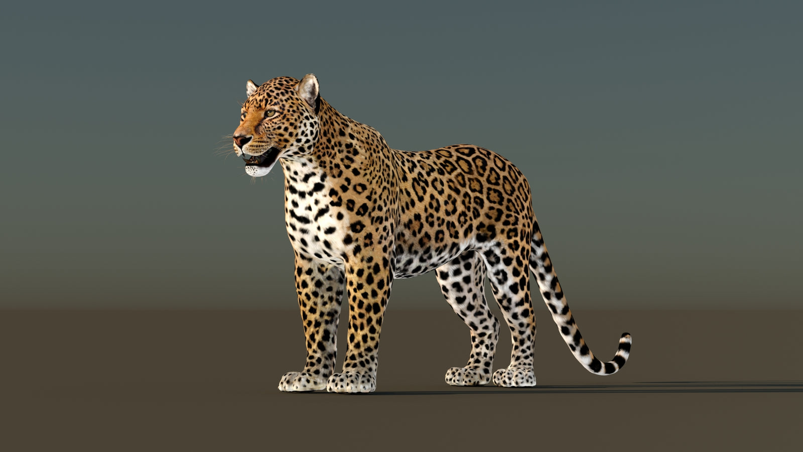 Leopard 3D Model Animated 360° view 1 frame 32