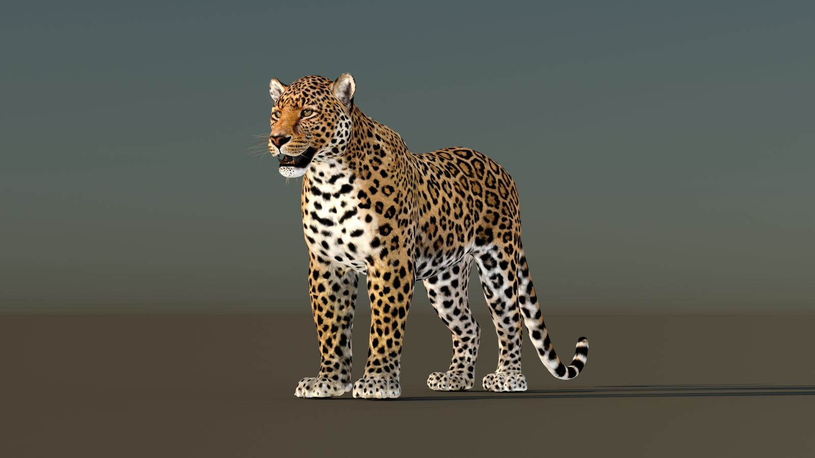 Leopard 3D Model Animated 360° view 1 frame 33