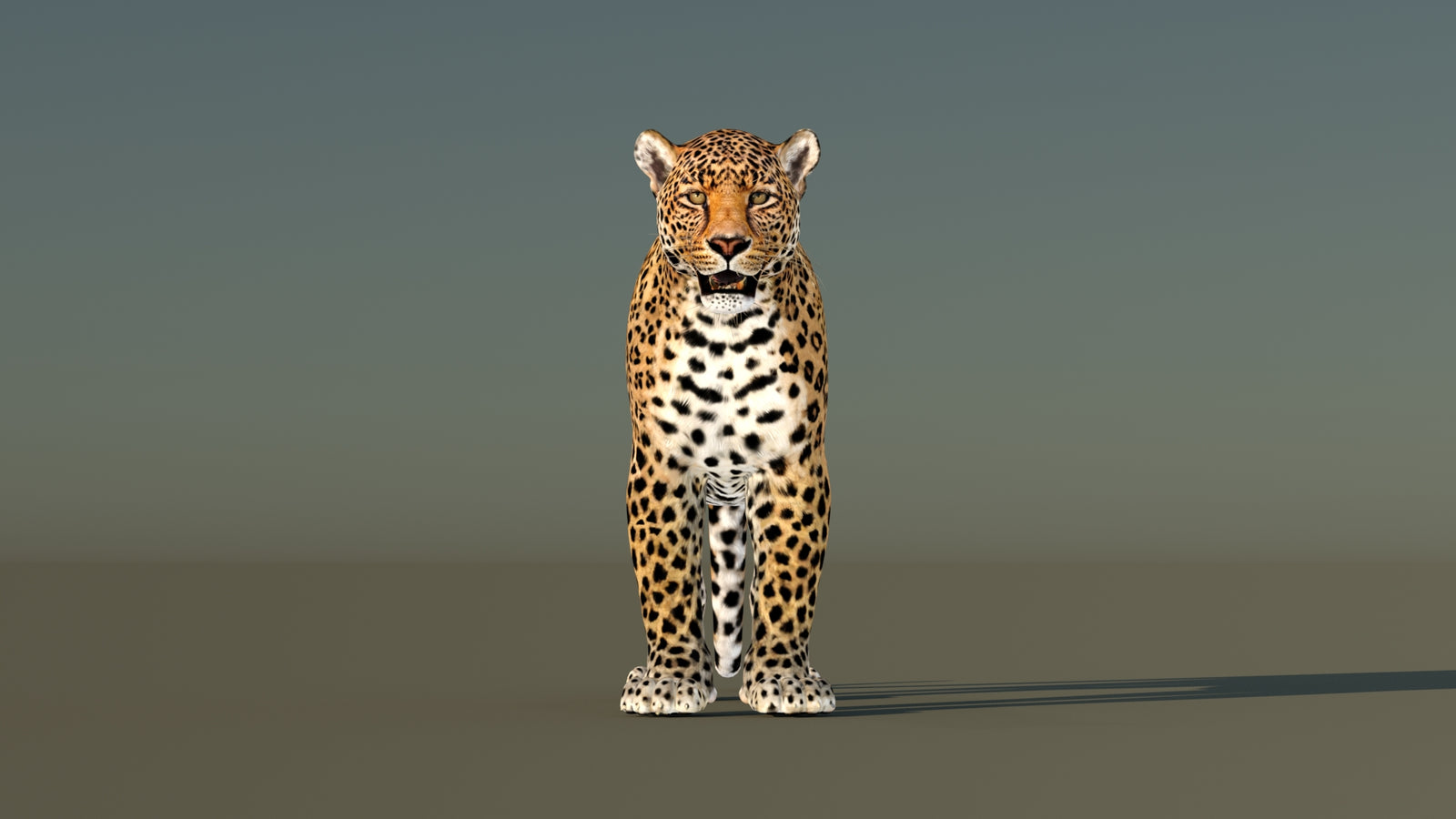 Leopard 3D Model Animated 360° view 1 frame 36