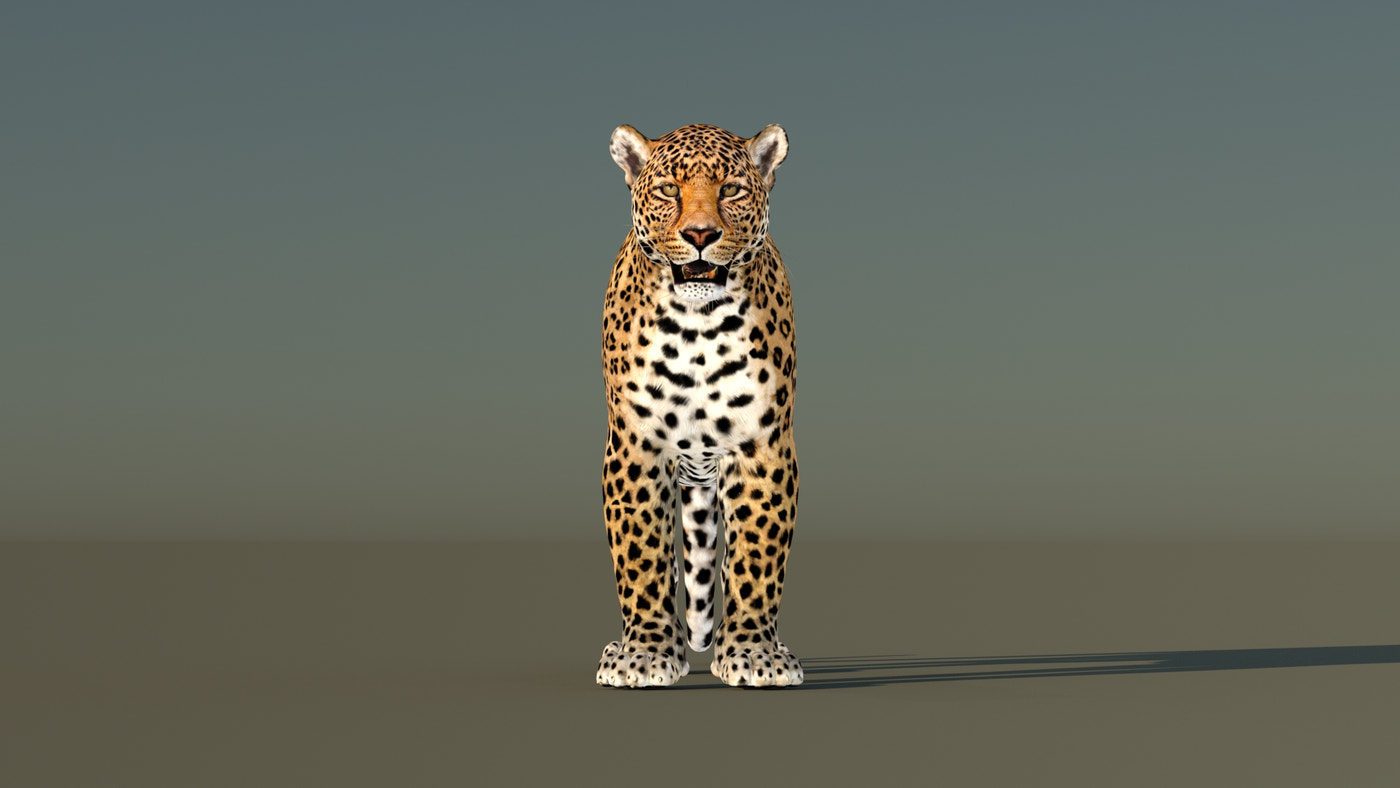 Leopard 3D Model Rigged - 360 Degree View
