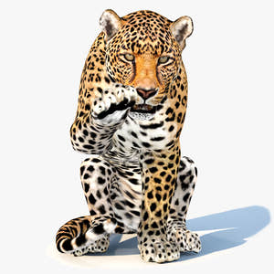 Animated Leopard 3D Model for Download Thumbnail