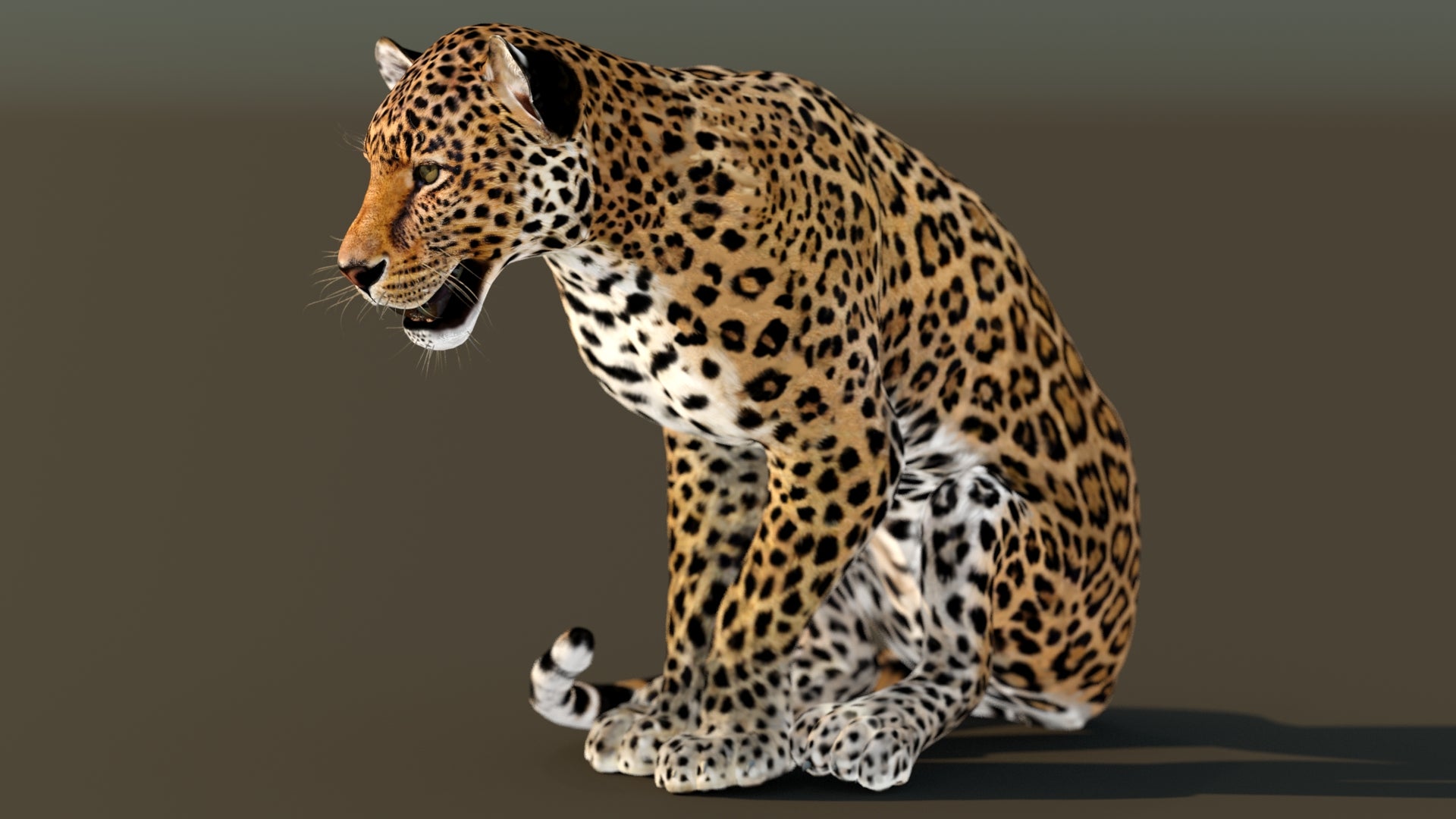 Animated leopard 3d model for download