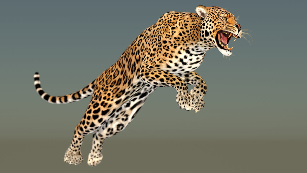 Animated leopard 3d model for download