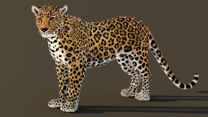 Animated leopard 3d model for download Thumbnail