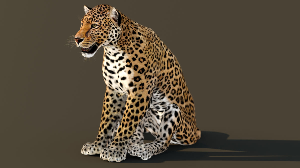 Animated leopard 3d model for download