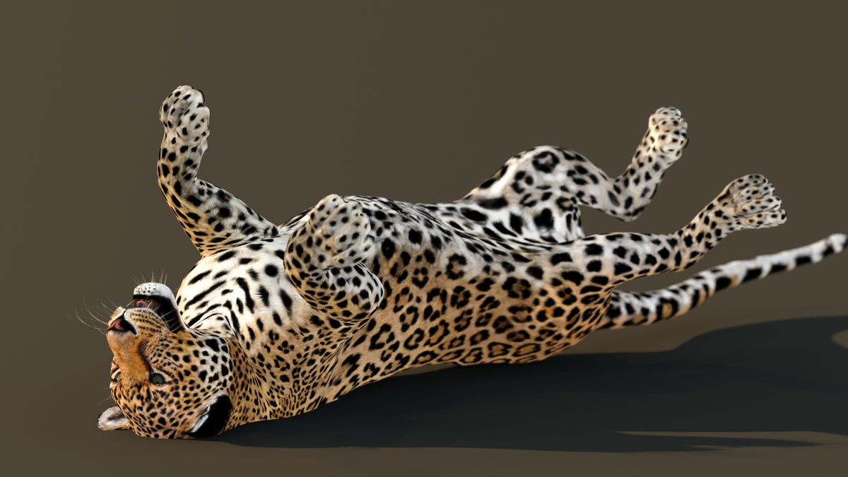 Leopard 3D Model Animated - Animation "Rolling onto back"
