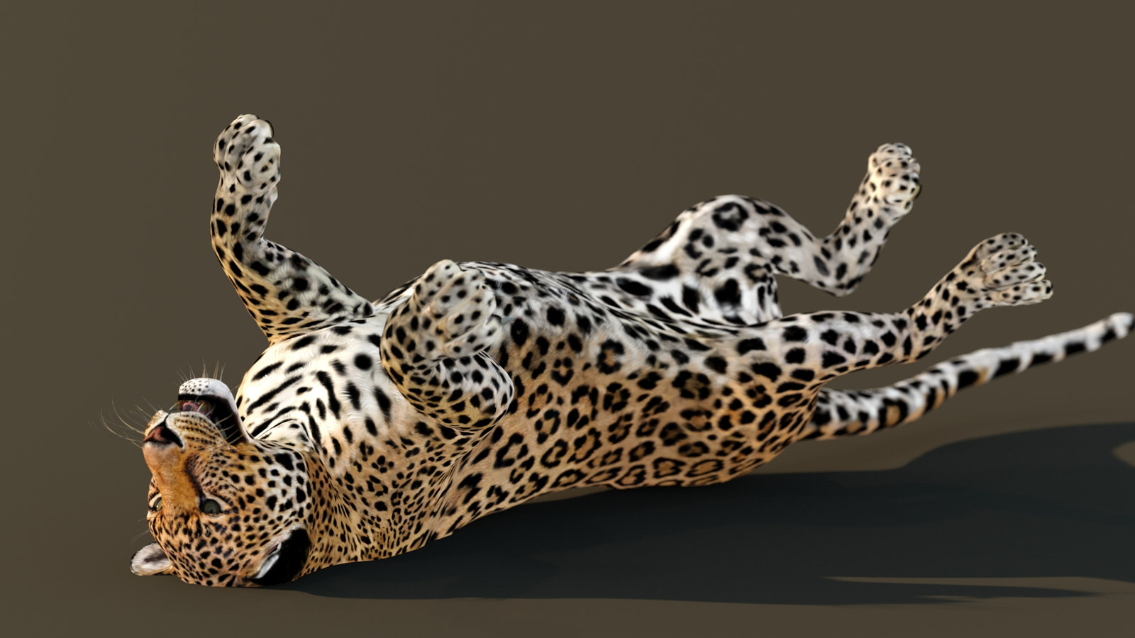 Leopard 3D Model Animated - Animation "Rolling onto back"