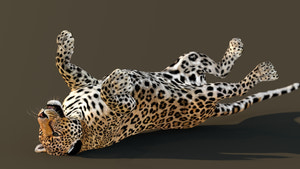 Leopard 3D Model Animated - Animation "Rolling onto back" Thumbnail
