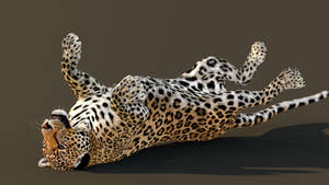 Big Cats Game-Ready 3D Model Bundle: Rigged and Animated Thumbnail