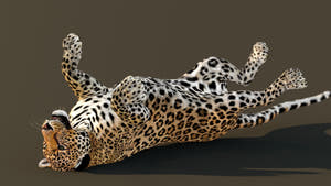 Big Cats Game-Ready 3D Model Bundle: Rigged and Animated Thumbnail