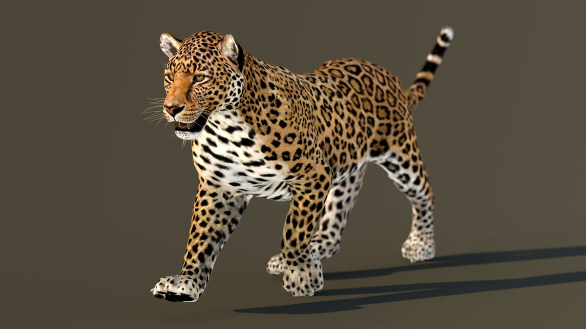 Realistic Animated Leopard 3D Model for CGI