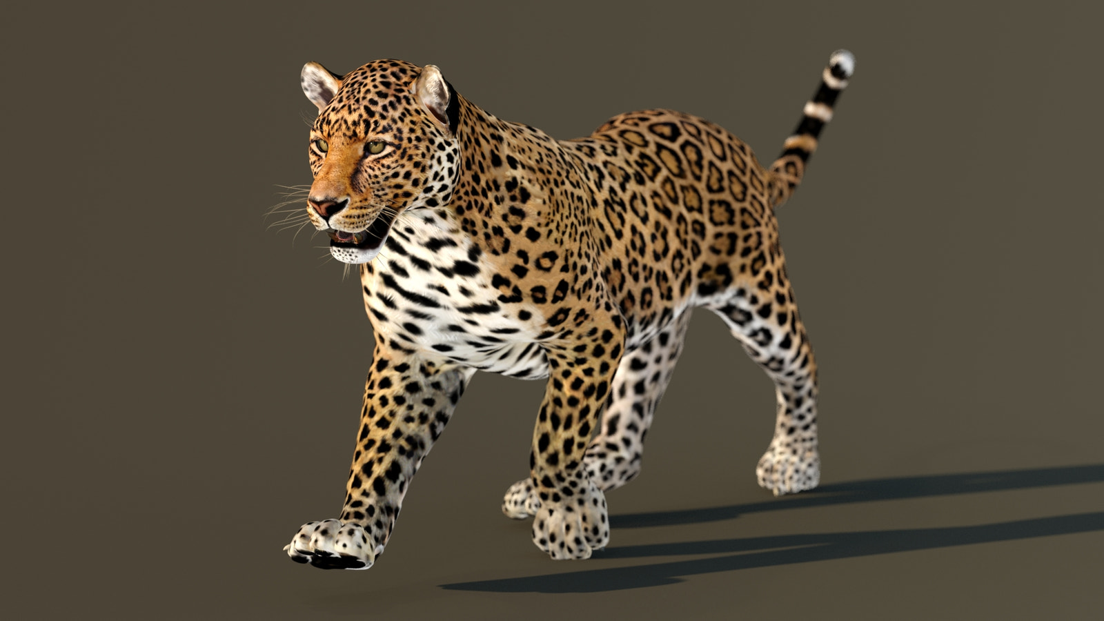 Realistic Animated Leopard 3D Model for CGI