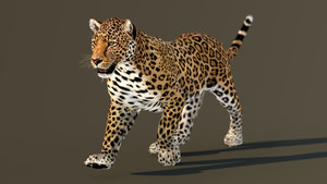 Realistic Animated Leopard 3D Model for CGI Thumbnail