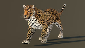 Big Cats Game-Ready 3D Model Bundle: Rigged and Animated Thumbnail