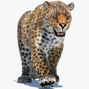 Animated Leopard 3D Model with Fur Thumbnail