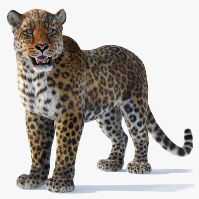 Leopard 3D Model Rigged with Fur
