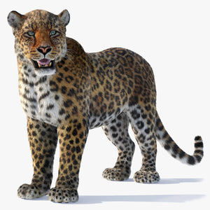 Rigged Leopard 3D Model with Realistic Fur Thumbnail