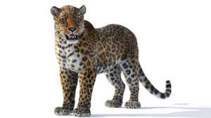 Rigged Leopard 3D Model with Realistic Fur Thumbnail