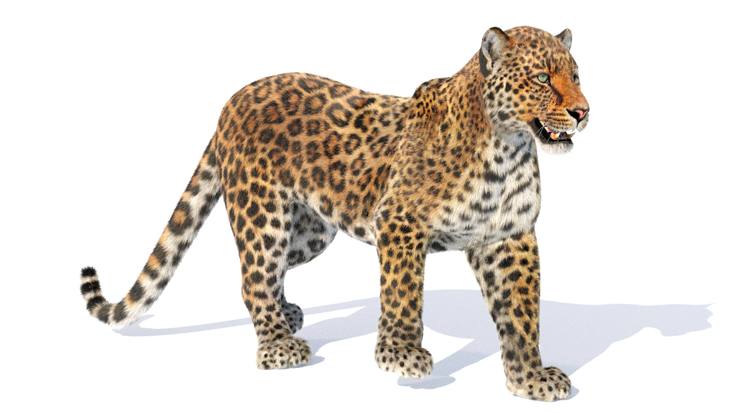 Leopard 3D Model Rigged with Fur