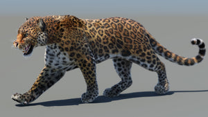 Animated Big Cats 3D Bundle — Lion, Tiger, Leopard & Cheetah Thumbnail