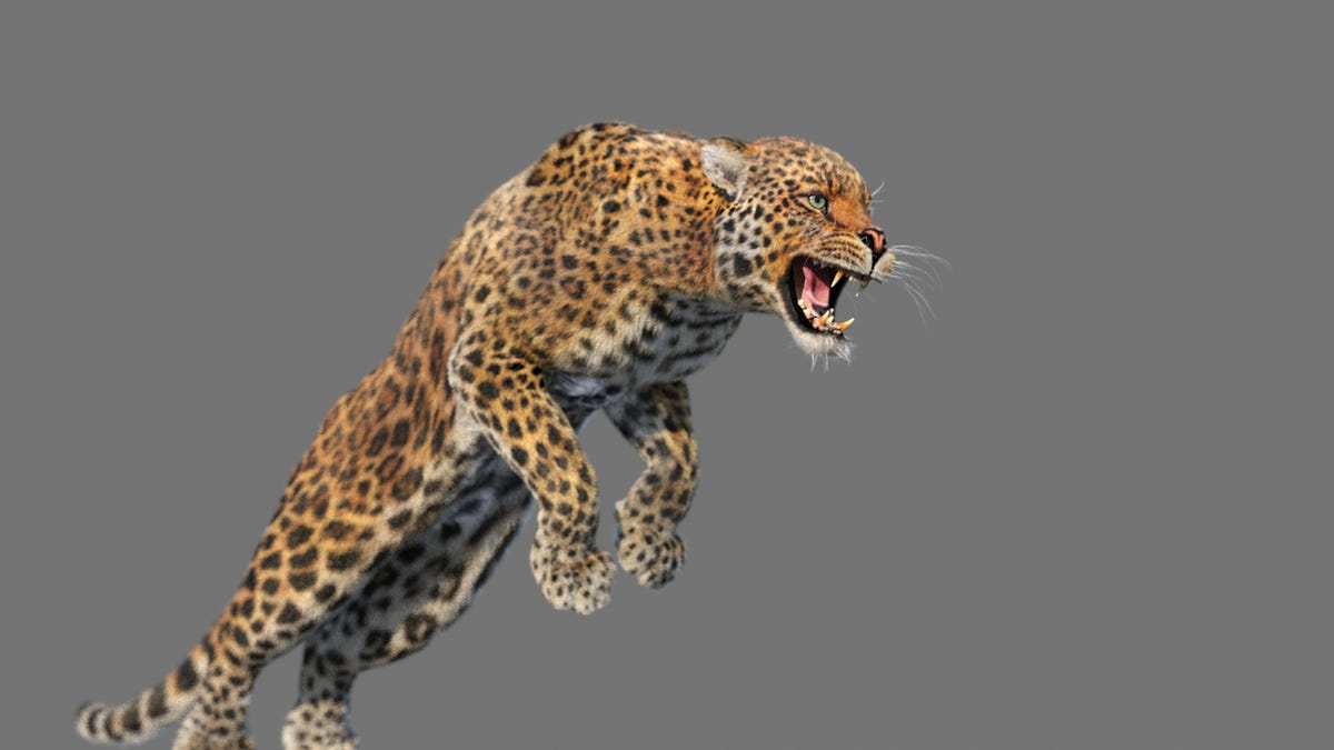Animated Leopard 3D Model with Fur