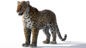 Rigged Leopard 3D Model with Lifelike Fur Thumbnail
