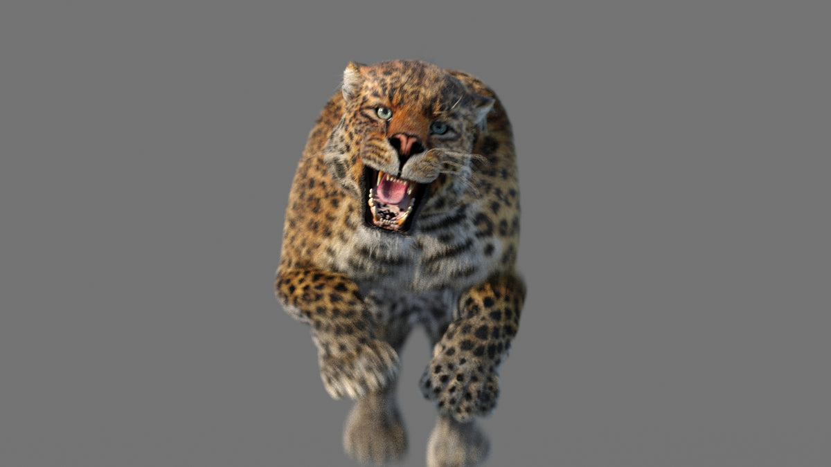 Animated Leopard 3D Model with Fur - Jumping 