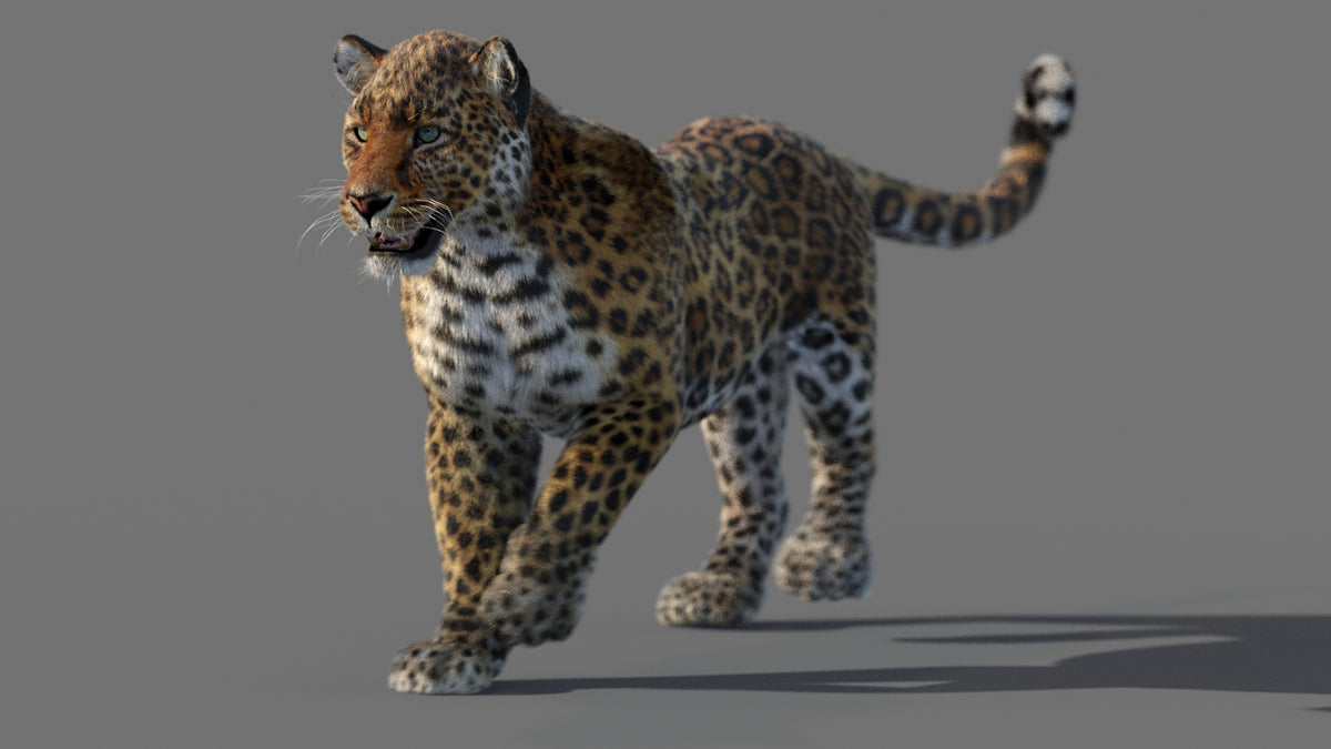 Animated Leopard 3D Model with Fur