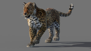 Animated Leopard 3D Model with Fur Thumbnail