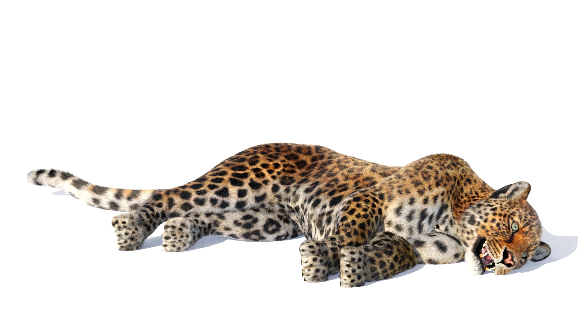 Leopard 3D model lying down on a white background