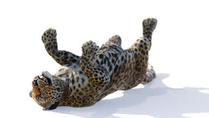 Animated Leopard 3D Model with Fur Thumbnail