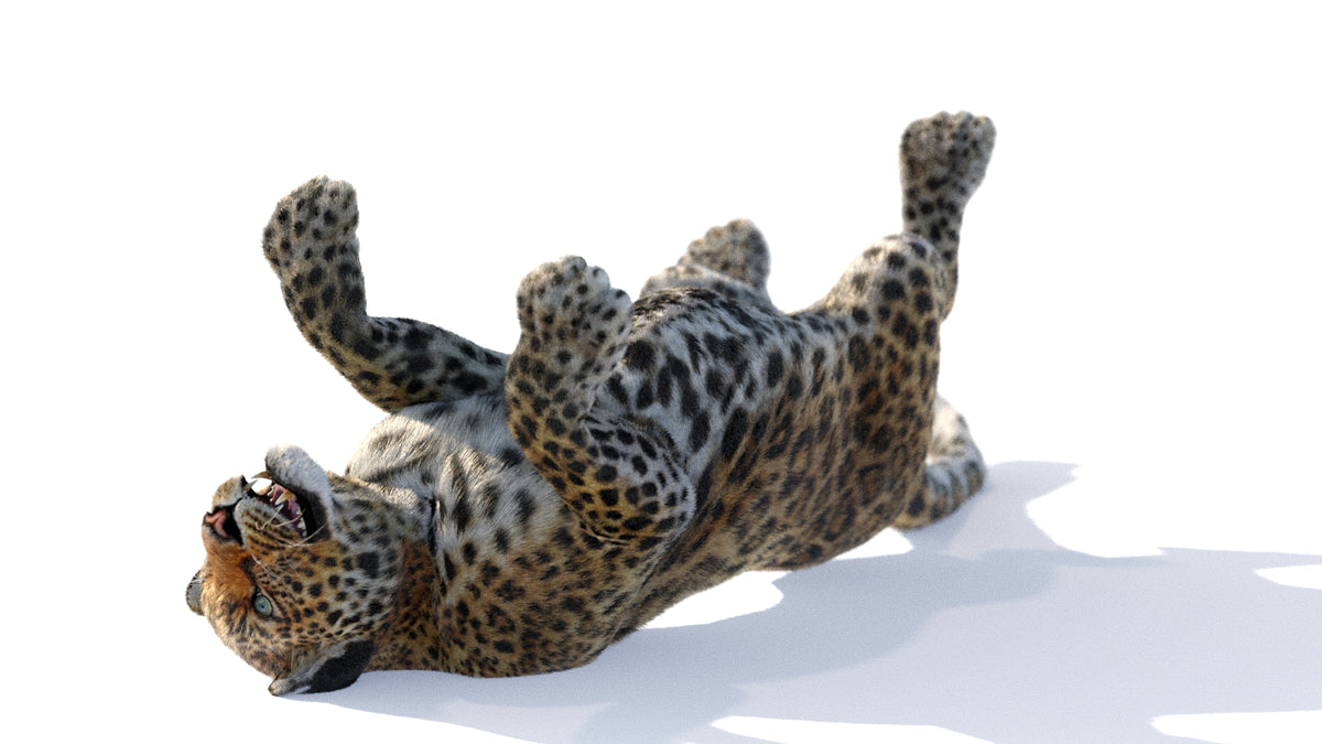 Animated Leopard 3D Model with Fur