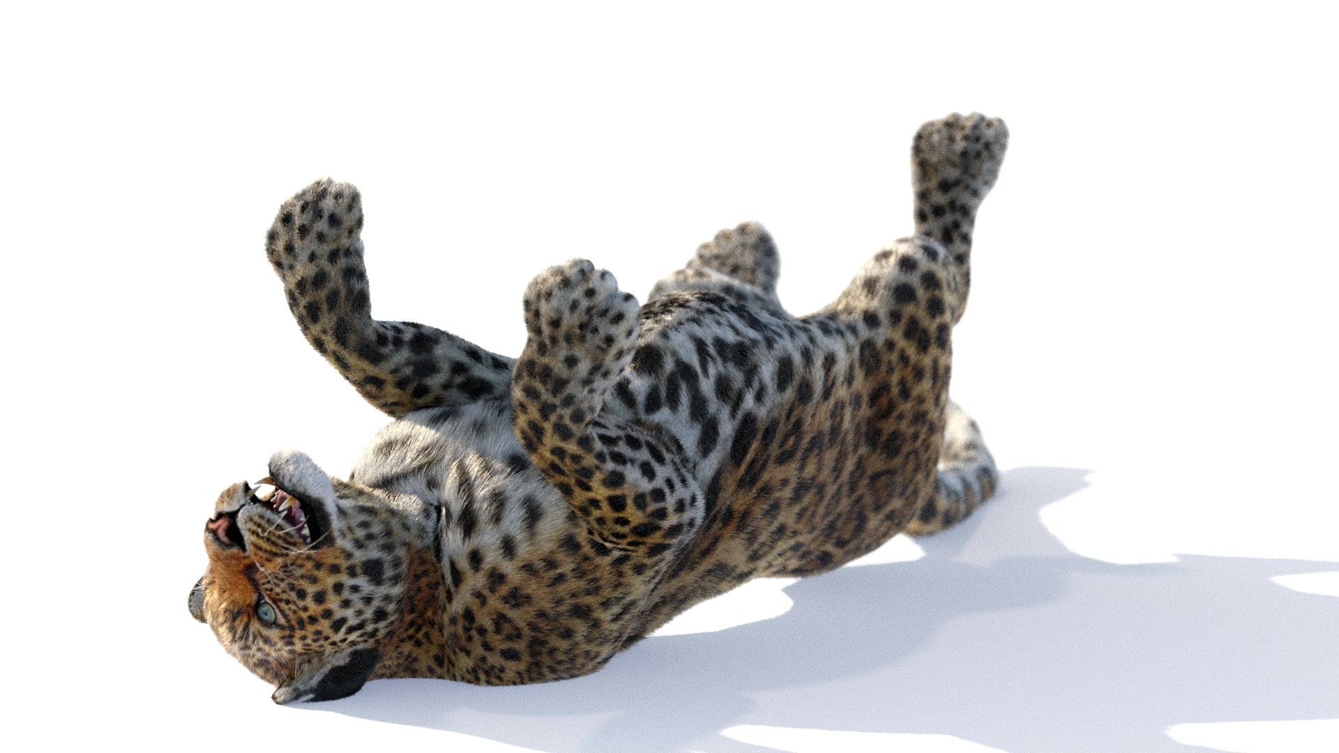 Animated Big Cats 3D Bundle — Lion, Tiger, Leopard & Cheetah