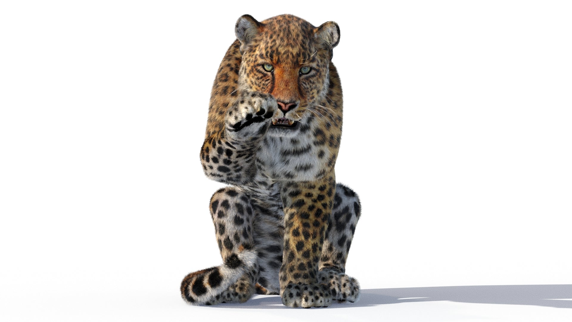 Rigged Leopard 3D Model with Fur - Leopard raising paw.