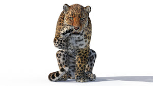 Rigged Leopard 3D Model with Fur - Leopard raising paw. Thumbnail