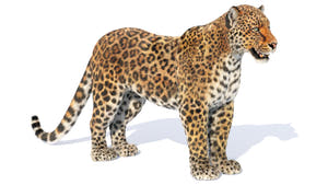 Animated Leopard 3D Model with Fur Thumbnail