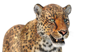 Animated Leopard 3D Model with Fur - Head Close Up Thumbnail