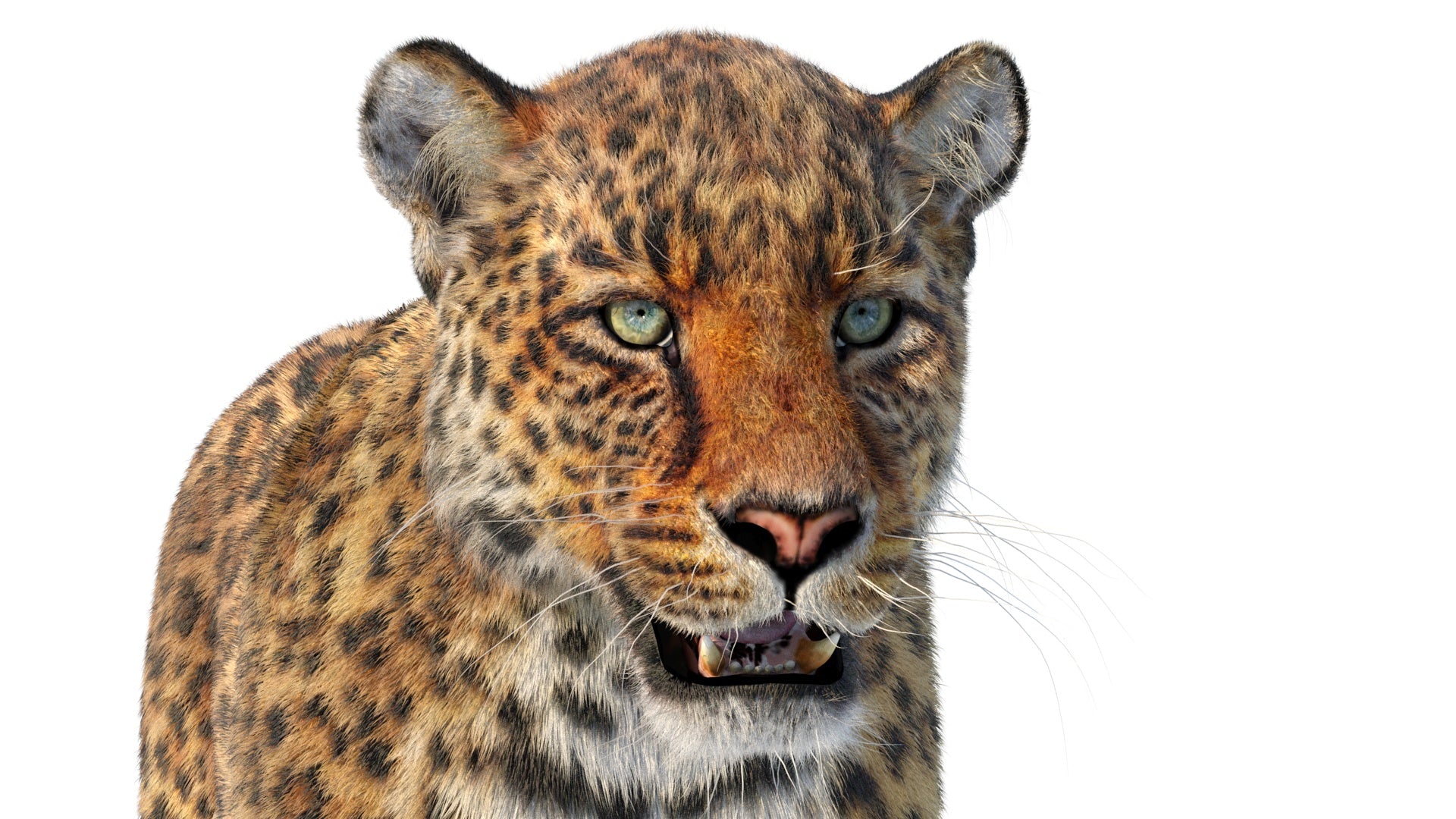 Rigged Leopard 3D Model Close Up with Fur