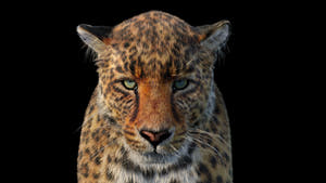 Animated Leopard 3D Model with Fur - Head Close Up Thumbnail