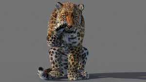 Animated Leopard 3D Model with Fur Thumbnail