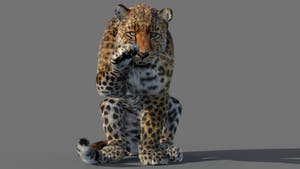 Animated Leopard 3D Model with Fur Thumbnail