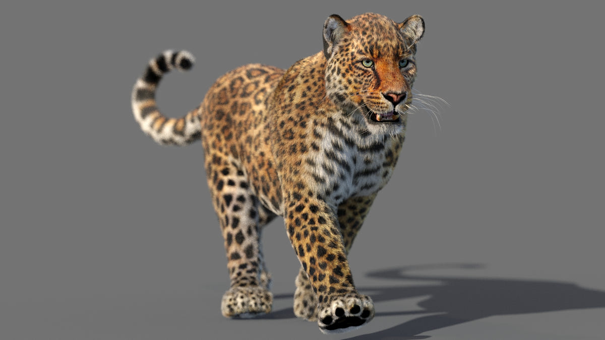 Animated Leopard 3D Model with Fur - Walking Pose